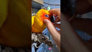 #birds #parrot #썬코뉴어 #긁긁이
