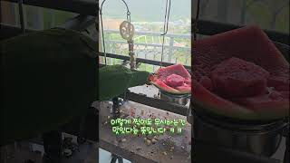 아기 뉴기니아 크롱이 수박 해채 쇼 #뉴기니아 #par…