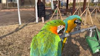 [루카] 20240127 누비다 금강앵무새 친…