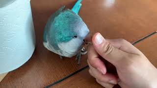 My Quaker parrot get Angry at …