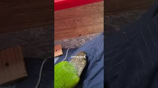 #코뉴어 #껌딱지 #콩이