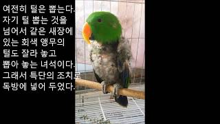 self injury Eclectus parrot therapy course 126 (자해하는 뉴기니아앵무새 치료과정 5개월)