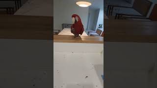 누가 호두 좀  주세요-  홍금강,청금강