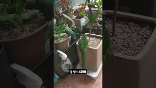 [모란앵무 한스마카우] 흐린 날 화분 돌 씹기 asmr #앵무새 #모란앵무 #한스마카우 #반려동물 #앵집사 #parrot #animal #lovebird #hansmacaw