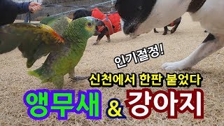 앵무새 신천잔디에서 강아지랑 놀기 &amp; 청금강 앵…