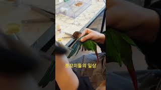앵무새 윙컷#앵무새 #코뉴어 #윙컷#일산버드리