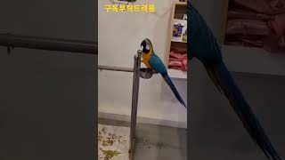 청금강앵무새 망고의 셔플댄스 #shorts