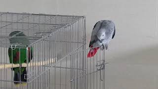 노래하는앵무새 ㆍ회색앵무 조이씨 말하는영상