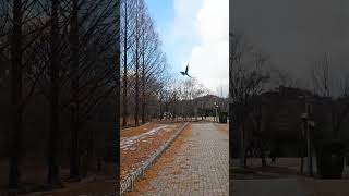 겨울 서울숲 청금강 앵무새 자유비행 산책 #앵무새