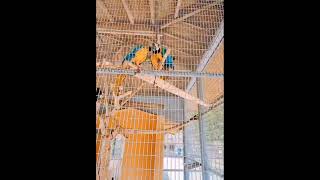 청금강애무새.A kissing blue-gold parrots 