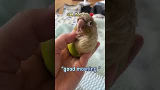 코코의 모닝루틴!!#앵무새키우기 #코뉴어앵무새 #앵무새애교