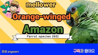 Orange-winged Amazon