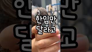 너네 한입주면 계속 먹을거 다 알아   #앵무새