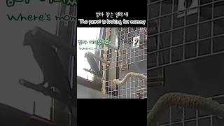 [지구] 엄마 찾는 앵무새 / The parrot is…