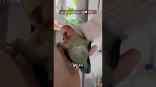 [모란앵무새 로또] 진정한 화백이십니다..ㅣ로또 화백 신작 작품명 : 똥꼬쇼 #parrot