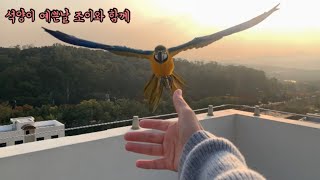 우리집 첫째 청금강 조이언니와 호출훈련 ( 석양이 예쁜날 )