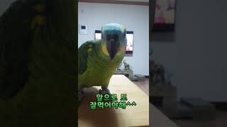 아마존 앵무새 나니 먹방 영상 입니다