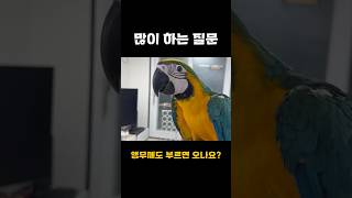 앵무새도 부르면 옵니다 ! #앵무새 #반려조 #새 #반…