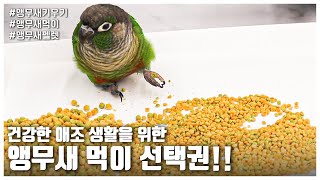 [앵무새키우기] 건강한 애조 생활을 위한 앵무새 먹이 선택권!!