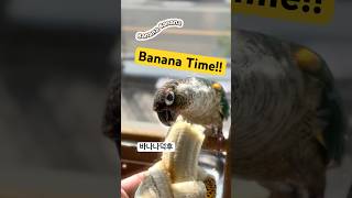 Cutest Bird Snack Time!  | 그린칙…