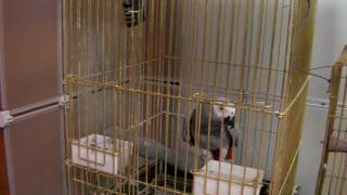 말하는새 (회색앵무) - 써니 (제1탄)