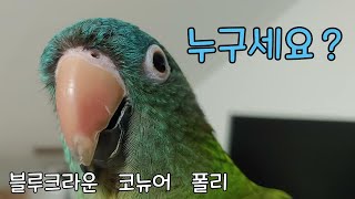 블루크라운 코뉴어 키우기l 누구세요..? 앵무새와 친해…