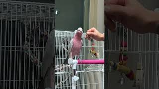 #갈라코카투 #앵무새 #뚜루뚜루뚜 #만사마