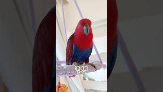 앵무새 키우기 상상 VS 현실..