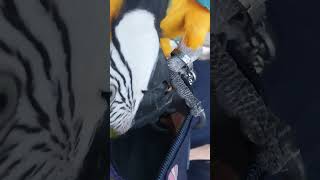 엄마 가방에서 잣 꺼내먹는 루카 #macaw #청금강 …