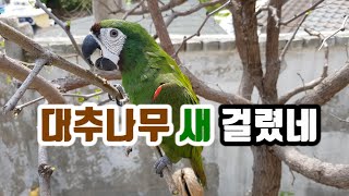 앵무새 일광욕 시키기~