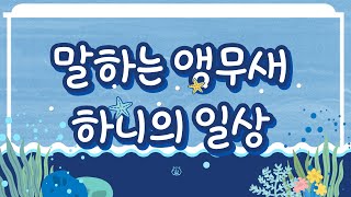 말하는 한스마카우 앵무 하니