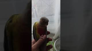 ‪소망이랑 놀아주기‬(코뉴어)