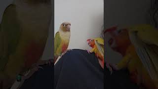 green~ #bird #parrot #cute #foryou #shortvideo #pet #animals #conure #funnybirds #fyp #코뉴어 #동물 #힐링