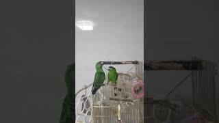 한스마카우 띵동 &amp; 쟈딘 완두 앵무새 키우기