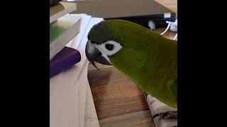 학구파 기쁨이(한스마카우)