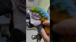 귀여운 루카 #macaw #청금강앵무새 #청금강