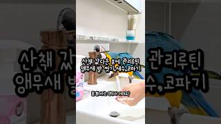 산책 갔다오면 발 씻고 세수하는 앵무새