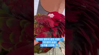 #잠버튼발견#수면유도#버드테라피 #parrot #홍금강…