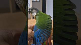 코뉴어앵무새#하랑이#하봉이#parrot#cute