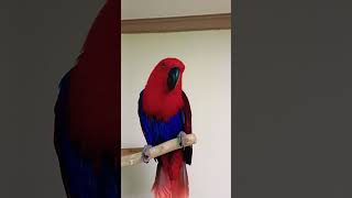 뉴기니아앵무ㅡ순돌이 여친 순희에요