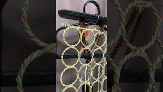 소망이(코뉴어)