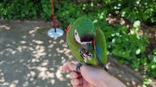 밖에서 비행연습 시켜 주었습니다.