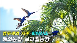[동물의 세계]히야신스마카우,앵무새의 긑판왕,유리금강,…