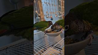게임인데..때릴거야?#코뉴어앵무새#parrot #하랑이…