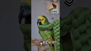 [수리] 모델 수리 촬영 중 / #말하는앵무새 #아마존…