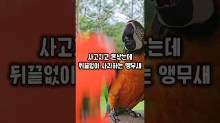 사고치고 혼났는데 뒤끝없이 사과하는 앵무새 #윙스패밀리…