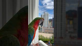 [루카월드] 금강앵무새의 자유비행 루카의 가을