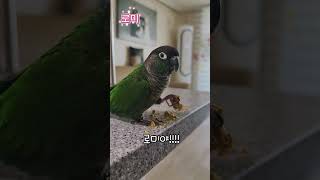 앵쿠키 먹방 #코뉴어앵무새 #로미