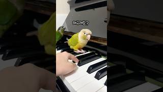 피아노 건반 위에 앵무새가 올라가면?!  #parrot #코뉴어 #앵무새