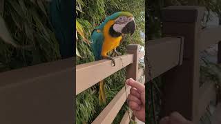 잣만 보면 달려오는 루카 #청금강 #shorts #청금…